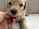 En Sevimli Şirin  Toy Poodle Yavru