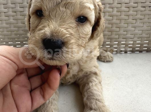 En Sevimli Şirin  Toy Poodle Yavru görsel