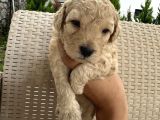 En Sevimli Şirin  Toy Poodle Yavru