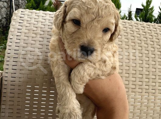En Sevimli Şirin  Toy Poodle Yavru görsel