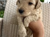 En Sevimli Şirin  Toy Poodle Yavru