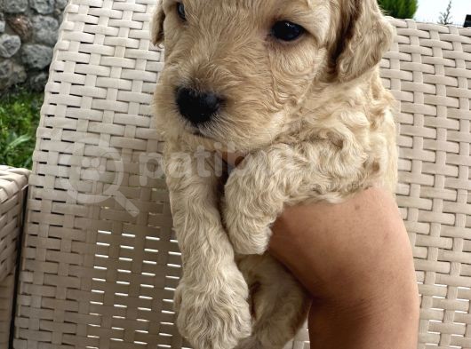 En Sevimli Şirin  Toy Poodle Yavru görsel
