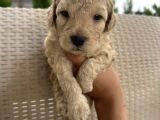En sevimli şirin  toy poodle yavru