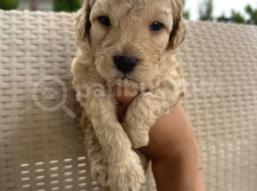 En Sevimli Şirin  Toy Poodle Yavru