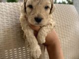 En Sevimli Şirin  Toy Poodle Yavru