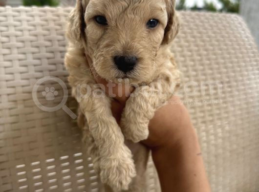 En Sevimli Şirin  Toy Poodle Yavru görsel