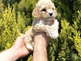 Kore Gen Hattına Sahip Maltıpoo Bebeklerimiz