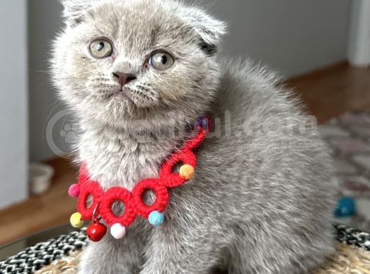 Uyguna Özel Renk Lilac Dişi Güzel Kızımız görsel