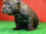 Muhteşem Güzellikte Ve Anatomide French Bulldog Blue Erkek