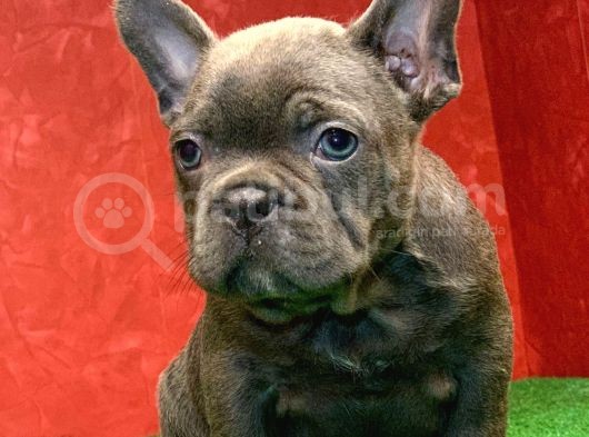 Muhteşem Güzellikte Ve Anatomide French Bulldog Blue Erkek görsel