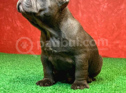 Muhteşem Güzellikte Ve Anatomide French Bulldog Blue Erkek görsel