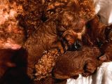 RED BROWN RENKLİ TOY POODLE YAVRULAR