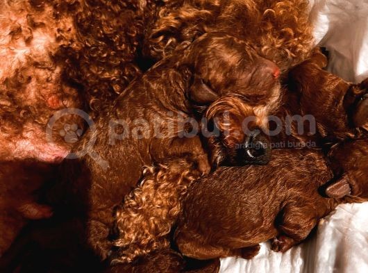 Red Brown Renkli̇ Toy Poodle Yavrular