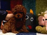 Kore Kan Poodle Mini Yavrular