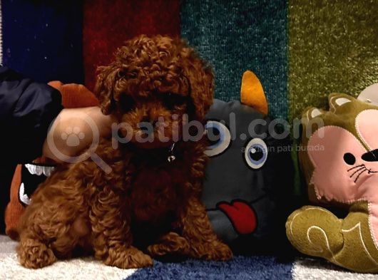 Kore Kan Poodle Mini Yavrular