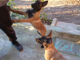 Belçika Kurdu Malinois