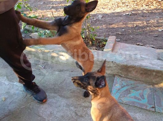 Belçika Kurdu Malinois görsel