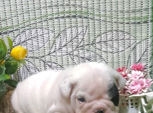 En Özeli̇nden İngi̇li̇z Buldog Yavrular görsel