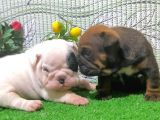 EN ÖZELİNDEN İNGİLİZ BULDOG YAVRULAR