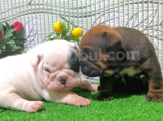 En Özeli̇nden İngi̇li̇z Buldog Yavrular