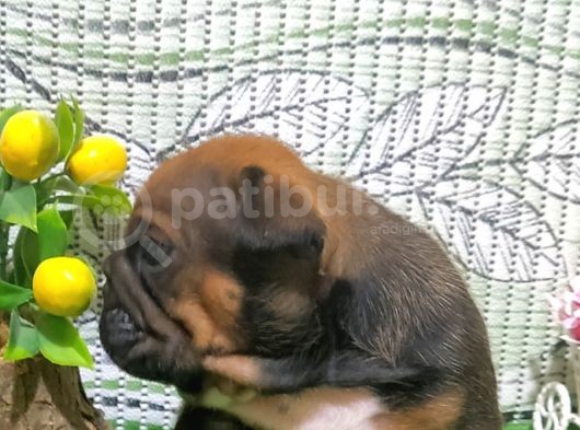 En Özeli̇nden İngi̇li̇z Buldog Yavrular görsel
