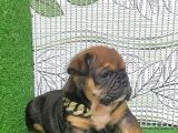En Özeli̇nden İngi̇li̇z Buldog Yavrular