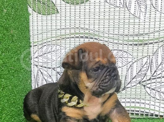 En Özeli̇nden İngi̇li̇z Buldog Yavrular görsel