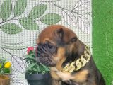 En Özeli̇nden İngi̇li̇z Buldog Yavrular