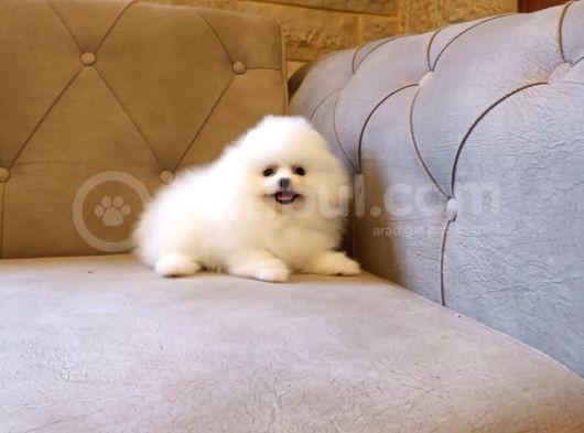 Teddy Bear Garantili Eşsiz Güzellikler görsel