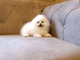 Teddy Bear Garantili Eşsiz Güzellikler