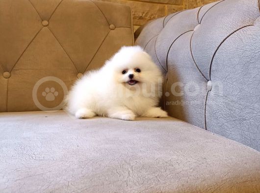 Teddy Bear Garantili Eşsiz Güzellikler görsel
