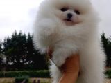 Teddy Bear Garantili Eşsiz Güzellikler