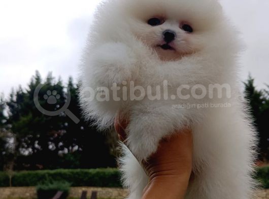 Teddy Bear Garantili Eşsiz Güzellikler görsel
