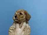 Toy poodle Garantili orjinal Yavrular