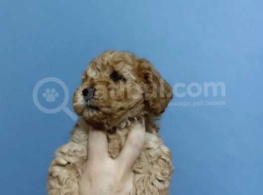 Toy Poodle Garantili Orjinal Yavrular