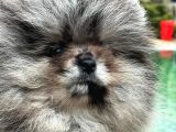 Eşsiz Renk Merle Pomerian Teddy Bear