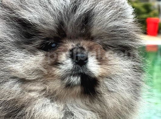 Eşsiz Renk Merle Pomerian Teddy Bear görsel