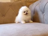 Teddy Bear Garantili Eşsiz Güzellikler