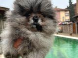 Eşsiz renk Merle Pomerian teddy bear