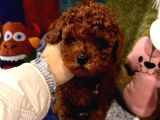 Kore Kan Poodle Mini Yavrular