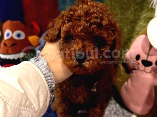 Kore Kan Poodle Mini Yavrular görsel
