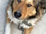 Köpeğimizi arıyoruz