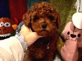 Kore Kan Poodle Mini Yavrular