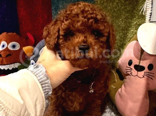 Kore Kan Poodle Mini Yavrular görsel
