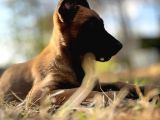 Belçika Kurdu Malinois