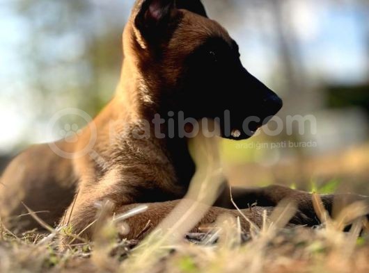 Belçika Kurdu Malinois görsel