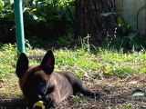 Belçika Kurdu Malinois