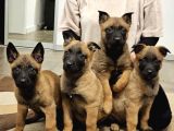 Safkan Muhteşem Malinois Bebekler