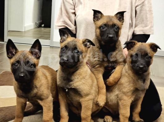 Safkan Muhteşem Malinois Bebekler görsel