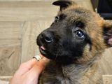 Safkan Muhteşem Malinois Bebekler